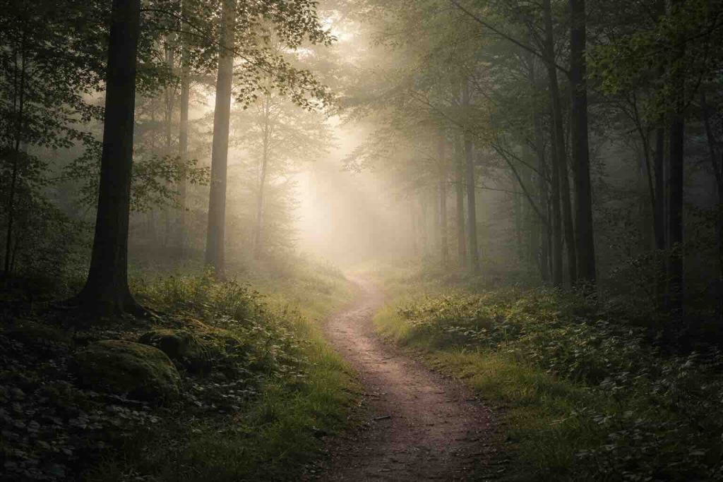 Skovsti i blødt morgendis som visuel metafor for hvad er angst og indre psykologisk orientering.
